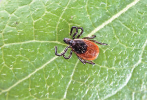 Yale researchers develop Lyme disease vaccine